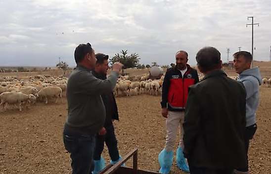 Konya'da hayvancılık işletmeleri tek tek inceleniyor