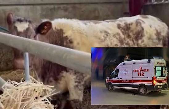 Konya'da inek saldırısı can aldı