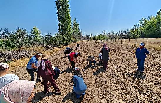Konya'da kırmızı altın toprakla buluştu