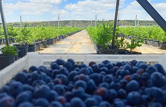 Konya'da meşhur blueberry meyvesi hasat edildi