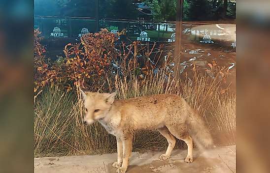 Konya'da meşhur tilki, Seyir Tepesi'nde