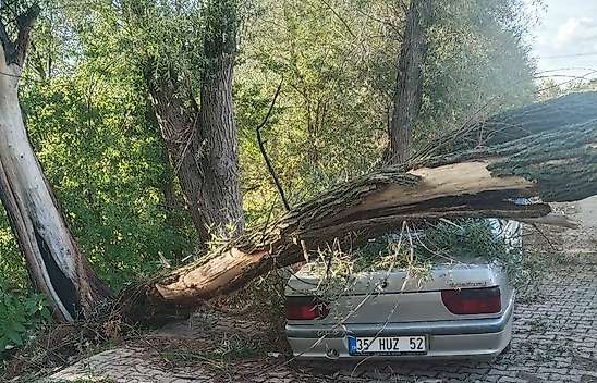 Konya'da otomobilin üzerine ağaç devrildi