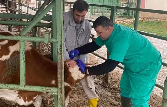 Konya'da şap aşısı çalışmaları aralıksız sürüyor