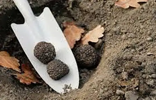 Konya'da servet değerinde! Sezonu başladı