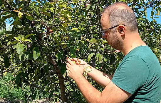 Konya'da tarlalar mercek altında: Ekipler sahada
