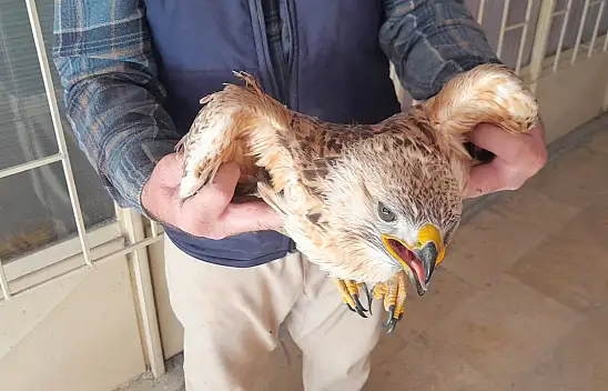 Konya'da tarlasında yaralı buldu