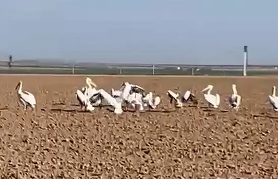 Konya'da tarlayı pelikanlar bastı! İşte o anlar
