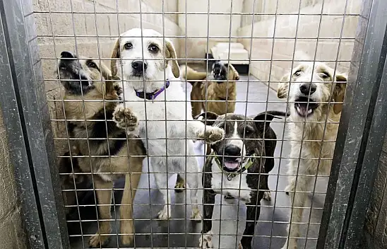 Konya'da vatandaşı ısıran köpeğin sahibine 108 bin lira ceza