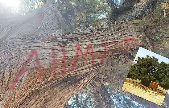 Konya'da vicdanları sızlattılar ama inceleme başladı