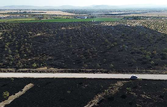 Konya'da yangın 150 dekarlık ağaçlık alanı kül etti