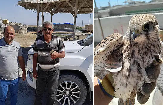 Konya'da yaralı şahine şefkat eli