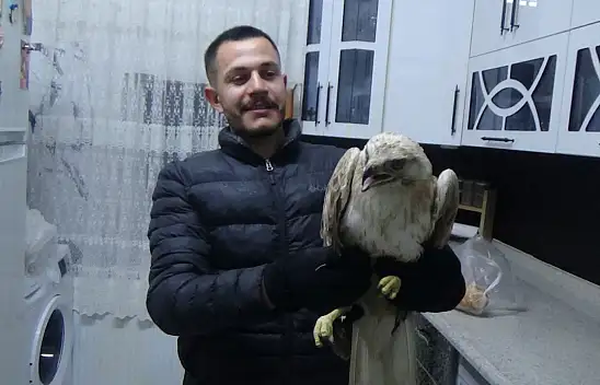 Konya'da yaralı yırtıcı kuş koruma altına alındı