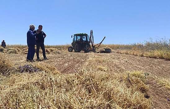 Konya'da yetişen bu ürün, Avrupa'ya ihraç ediliyor