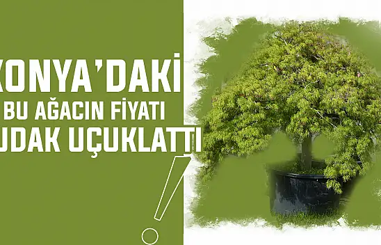 Konya'daki bu ağaç 150 bin lira! Peyzaj ürünlerine dev talep