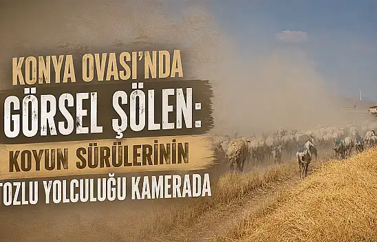 Konya Ovası'nda görsel şölen: Koyun sürülerinin tozlu yolculuğu kamerada