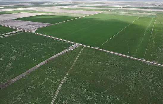 Konya Ovası'nda hasat öncesi sevindiren tablo