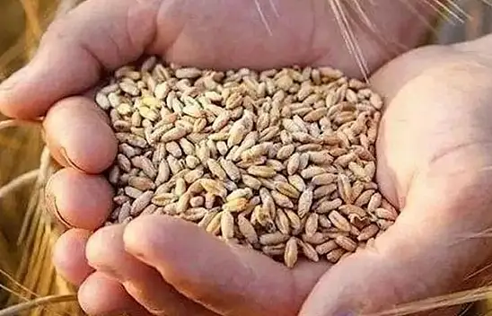 Konya Ovası'nın merakla beklediği karar geldi! Fiyatlar açıklandı