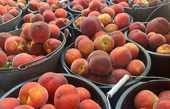 Konya pazarında şeftali bolluğu yaşanacak! 100 bin tonluk hasat başladı