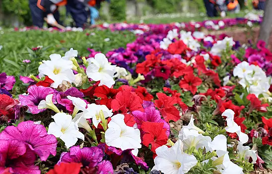 Konya rengarenk oldu! Görenleri manzarasıyla büyüledi