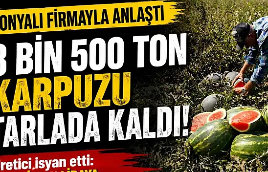 Konyalı firmayla anlaştı, 3 bin 500 ton karpuzu tarlada kaldı!