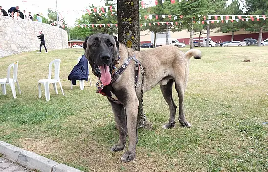 Konyalı yetiştiriciler Çorumdaki köpek şampiyonasında boy gösterdi