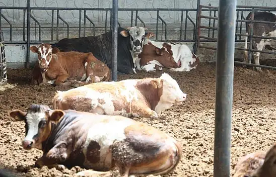 Konyalılar dikkat! Kurban eti nasıl tüketilmeli?