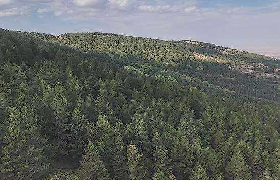Kurak sanılan Konya meğer orman zenginiymiş! Listede 6. sırada