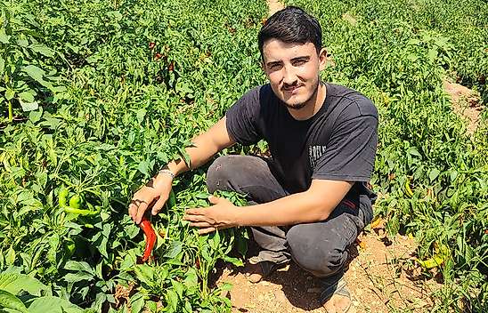 Önce hırsızlar hasat etti: 1 ton salçalık kırmızı biber kayıp!