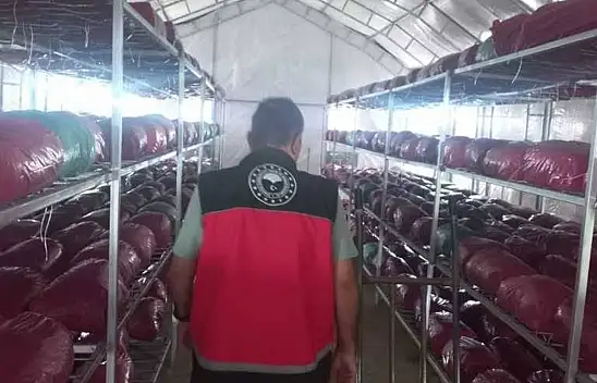 Selçuklu'da mantar işletmeleri denetlendi