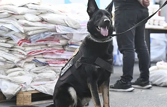 Uyuşturucuya geçit yok: 420 kilogram ele geçirdi