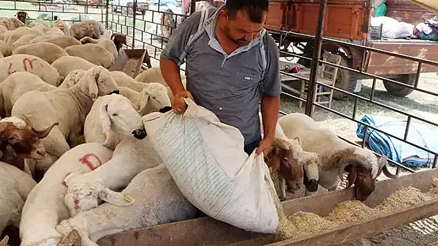 '12'nci Kalkınma Planı, hayvancılığı geliştirecek, mesleği asla bırakmayın'
