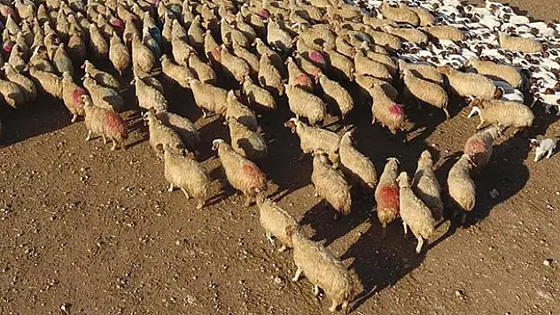 '300 koyun projesi'nde başvurular başladı