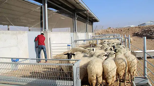 '300 koyun projesi'nde başvurular yarın sona erecek