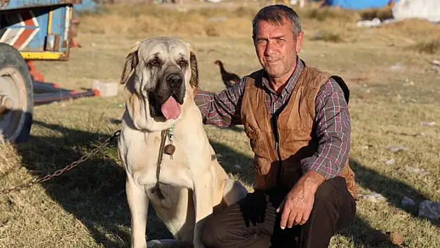 'Aksaray malaklısı' 3 bin 500 yıl öncenin savaş köpeği
