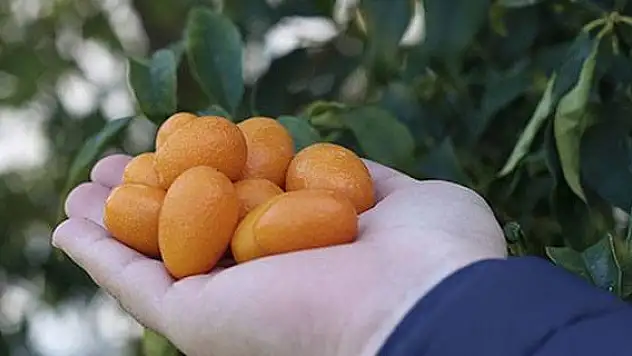 'Altın Portakal'ın kilogram satış fiyatı şaşırtıyor