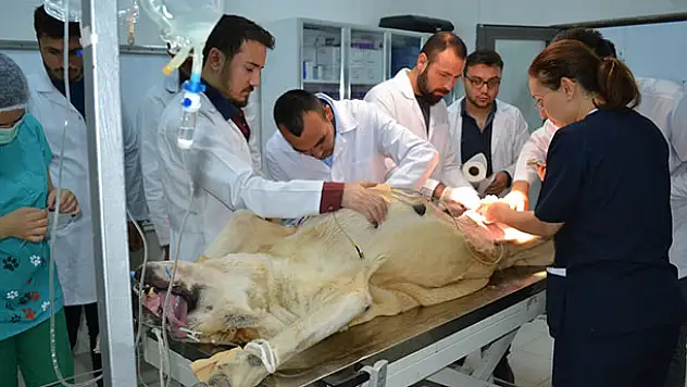 'Anadolu aslanı' ameliyat masasında