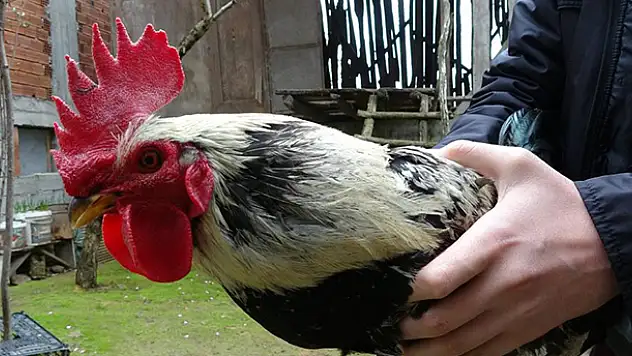 'Anne' diye bağırdı, kesilmekten kurtuldu