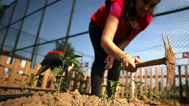 'Ata tohumu'nda tanıtım zamanı