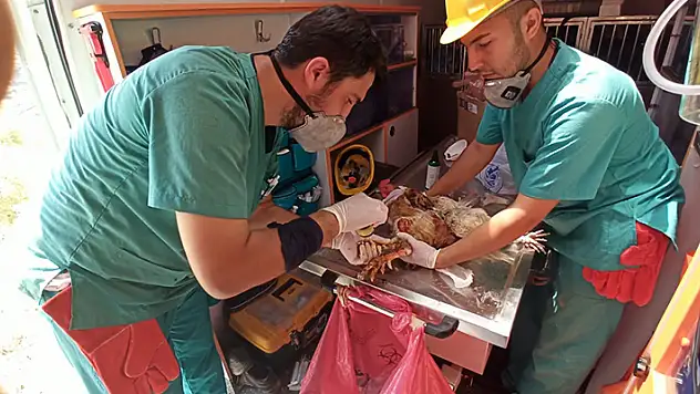 'Canbulan' Manavgat'tan sonra şimdi Muğla'da
