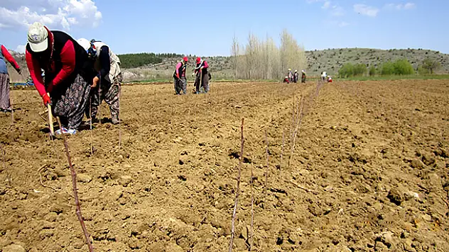 'Doğu Çınarı' repikaj çalışmaları başladı