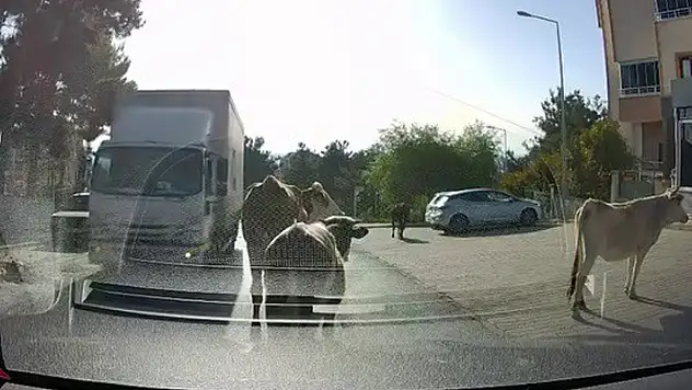  Dört dana şehri birbirine kattı
