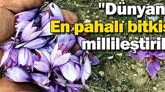 'Dünyanın en pahalı bitkisi' millileştirildi