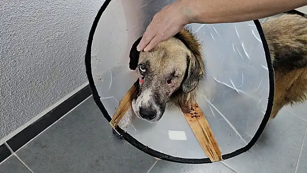 'Hedef tahtası' gibi ateş edilen köpeği Hande Yener sahiplendi