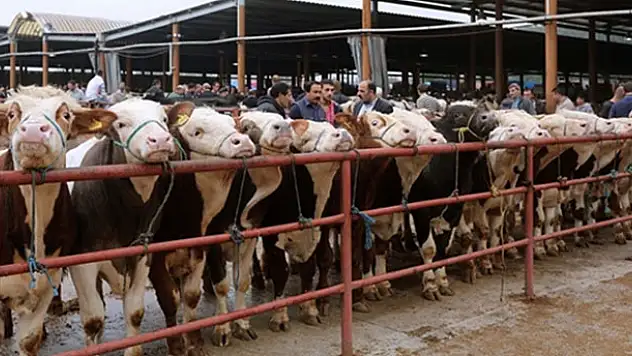 'İthal et sorunu daha da derinleştirecek'