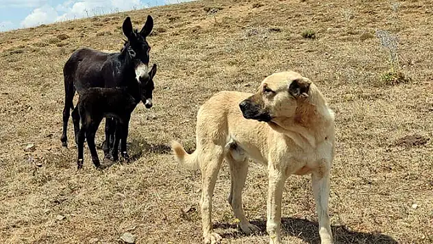 'Kral' yine sadık kaldı