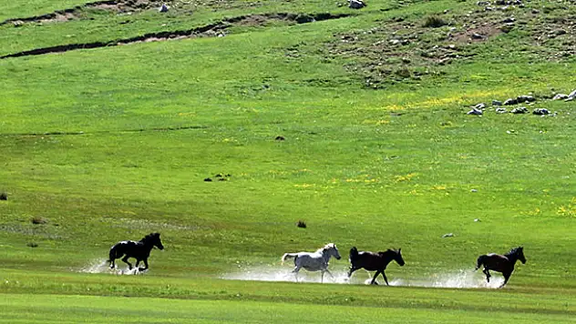'Küpe Çukuru'nun yılkı atları