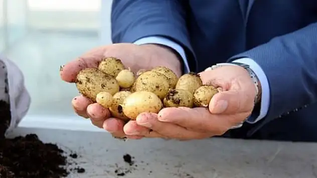 'Milli patates' geliyor