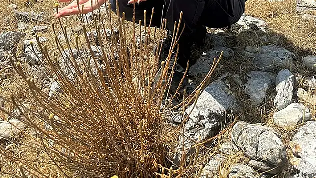 'Ölmez çiçeği'ni koparmanın cezası 387 bin 141 TL
