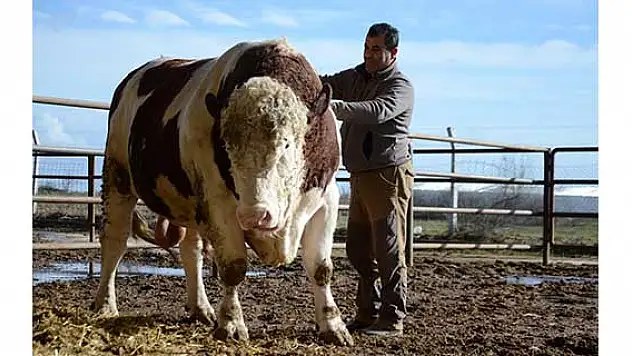 'Şampiyon' Guinness Rekorlar Kitabı'na girmeye hazırlanıyor