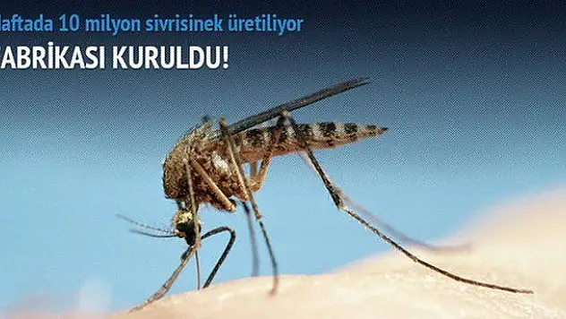 'Sivrisinek fabrikası' kuruldu